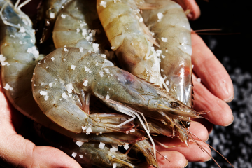 幸誠の仕事は、港の朝から